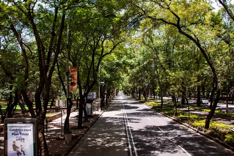Honey-Whale-Paseo-Reforma-03